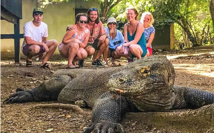 Daya Tarik Pulau Komodo, Tiket Masuk Keindahan Wisata?