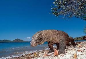 Daya Tarik Pulau Komodo, Tiket Masuk Keindahan Wisata?