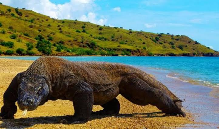 Daya Tarik Pulau Komodo, Tiket Masuk Keindahan Wisata?