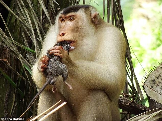 Monyet Pemakan Tikus Kejutkan Ilmuwan, Fenomena Apa Ini?