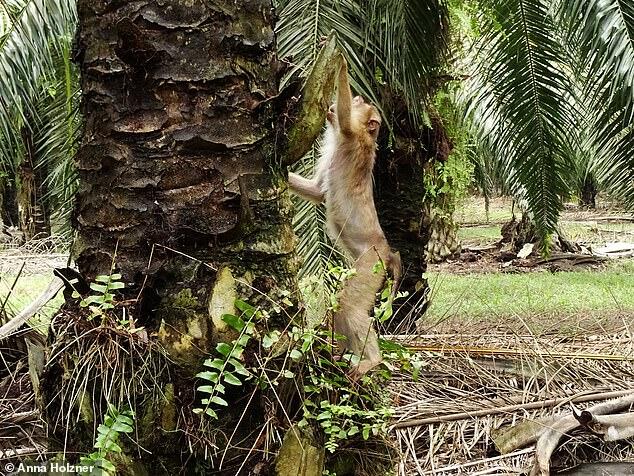 Monyet Pemakan Tikus Kejutkan Ilmuwan, Fenomena Apa Ini?