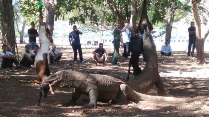 &#91;Serba-Serbi Komodo&#93; Hukuman Bagi Penyelundup Hingga Warga Sahabat Komodo