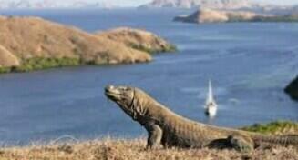 Tiket Masuk Ke Pulau Komodo Dihargai Harga Yang Fantastis Dan Tidak Masuk Akal