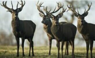 Tiket Masuk Ke Pulau Komodo Dihargai Harga Yang Fantastis Dan Tidak Masuk Akal