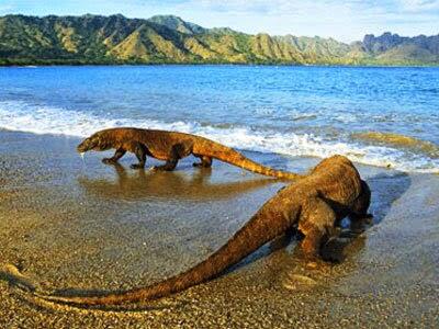 Alasan Ditutupnya Taman Nasional Komodo, Dan Ini Faktanya