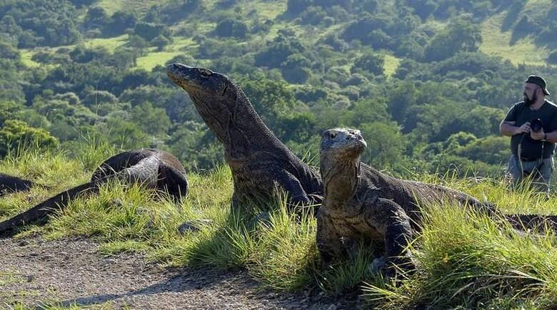 Komodo itu Bukan Cicak atau Biawak, Jadi Wajar Dong Mahal! Iya Gak?