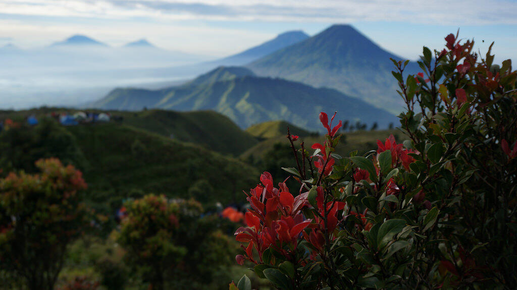  6 Tanaman Gunung yang Bisa Bikin Jatuh Hati