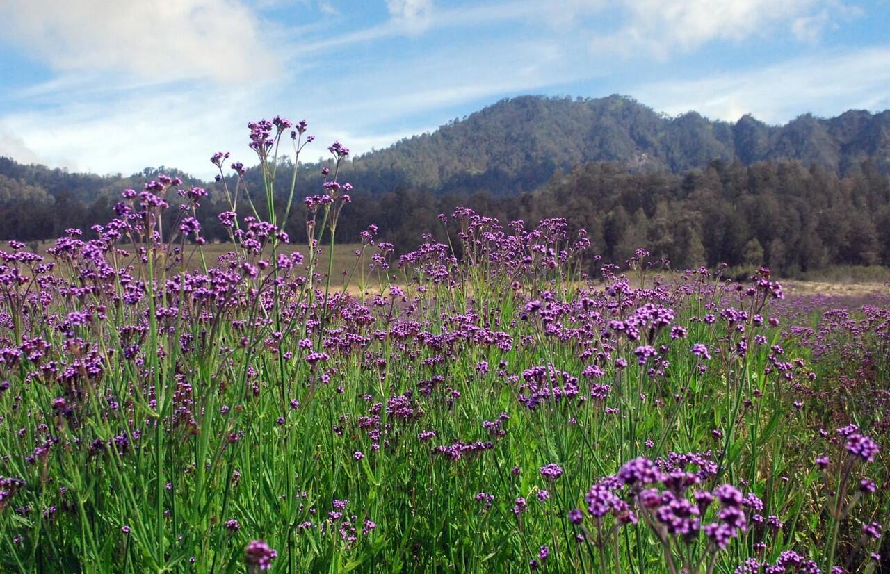  6 Tanaman Gunung yang Bisa Bikin Jatuh Hati