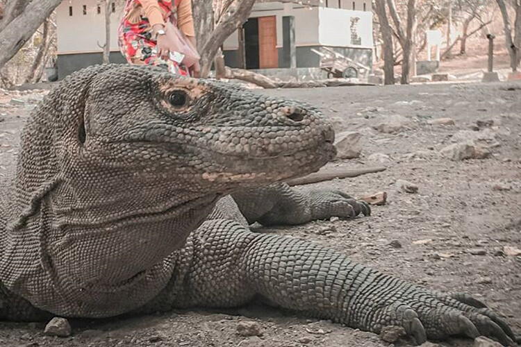 Antara Pulau Komodo dan Keistimewaan Pariwisata Indonesia