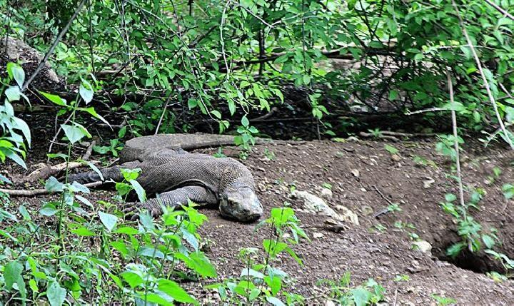 Di Buat Mahal Dan Ekslusif Agar Lingkungan Pulau Komodo Bisa Bersih Dari Sampah