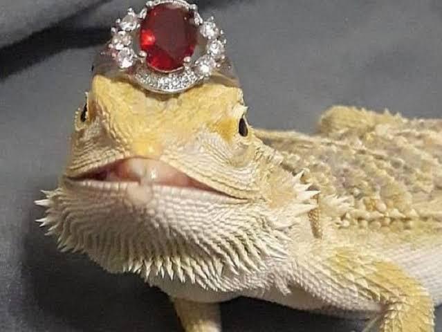 Bikin Jiwa Miskin Menjerit, Kadal Gurun ini Hobi Foto Sama Cincin Berlian!