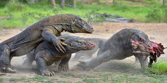 Membership Premium Pulau Komodo Yang Harusnya Lebih Baik Dari Annual Pass Dufan