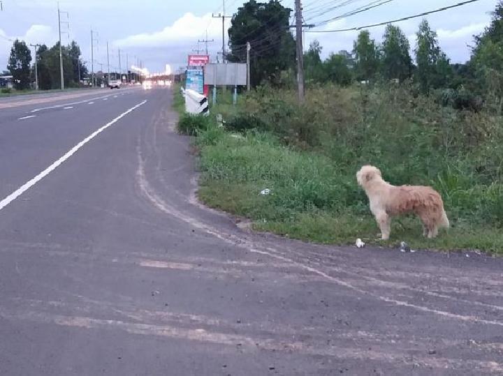 Kisah Anjing Selalu Menunggu Majikannya Selama 4 Tahun Di Tempat Yang Sama