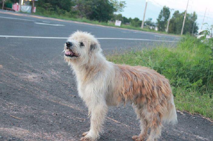 Kisah Anjing Selalu Menunggu Majikannya Selama 4 Tahun Di Tempat Yang Sama