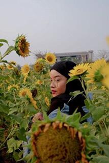 Siapkan Kamera, Ada Spot Bunga Matahari Bermekaran di Tangerang