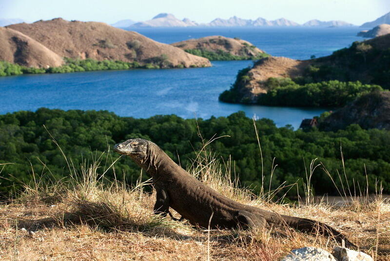 Demi Melestarikan Pulau Komodo, Kawasan Wisata Premium Jadi Pilihan Terbaik