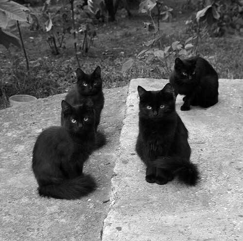 "Halloween" dan Mitos Seputar Kucing