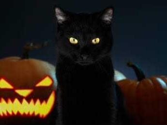 "Halloween" dan Mitos Seputar Kucing