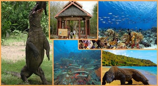 Tarif Tinggi : Solusi Moderat Bagi Keberlangsungan Ekosistem Wisata Pulau Komodo