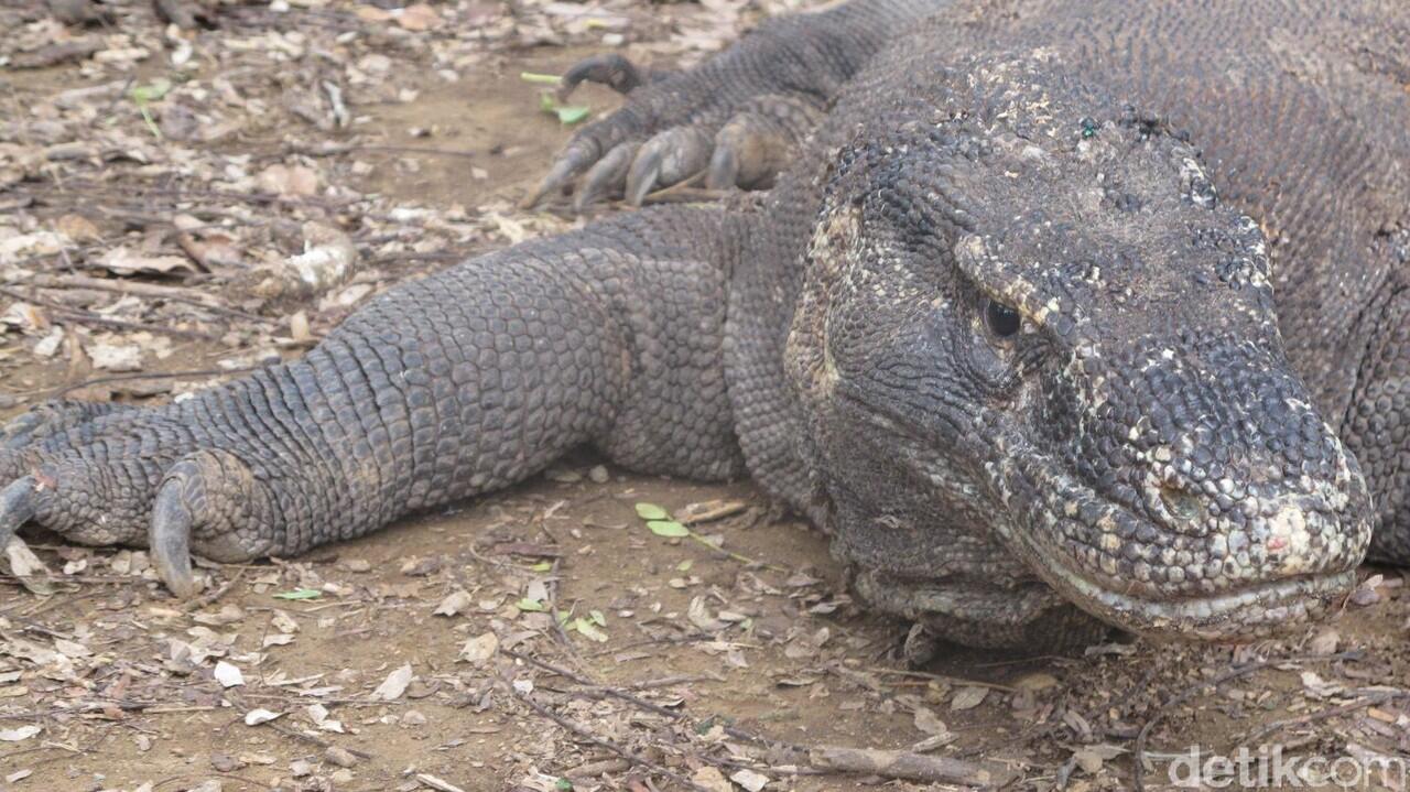 Kebijakan Pemerintah Tentang Pulau Komodo Apa Sudah Sesuai