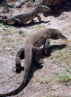 Kenalan Dulu Dengan Si Komodo, Sebelum Berkunjung ke Habitat Aslinya