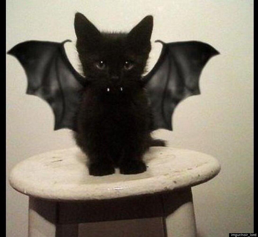 Properti Yang Dibutuhkan Saat Perayaan Halloween