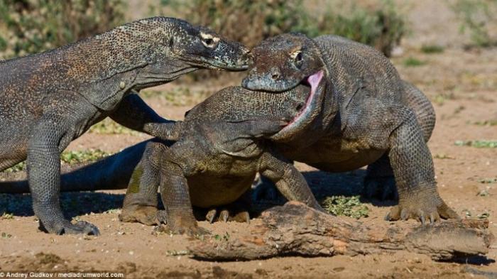 Safari Traveler Komodo Seharga 14 Juta Rupiah
