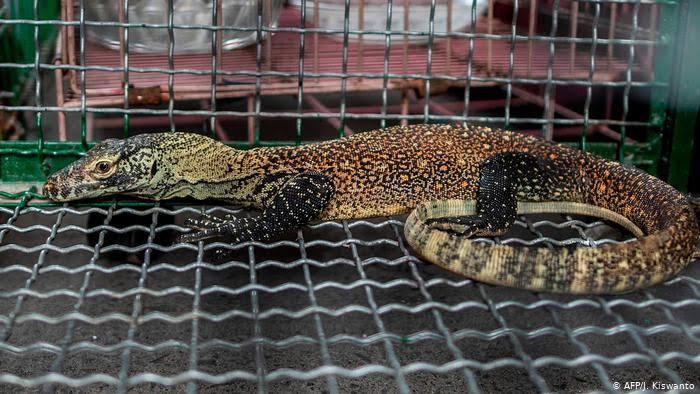 Safari Traveler Komodo Seharga 14 Juta Rupiah