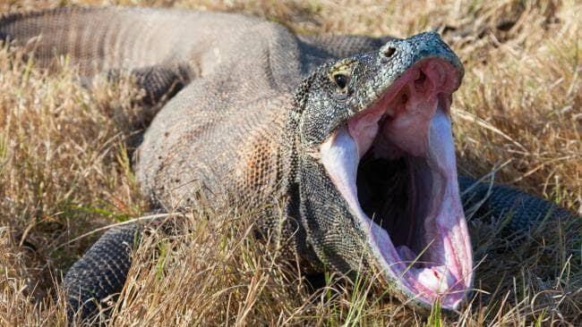 Safari Traveler Komodo Seharga 14 Juta Rupiah