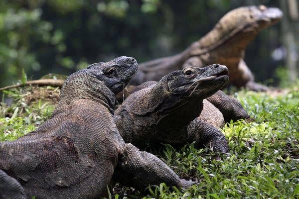 Safari Traveler Komodo Seharga 14 Juta Rupiah