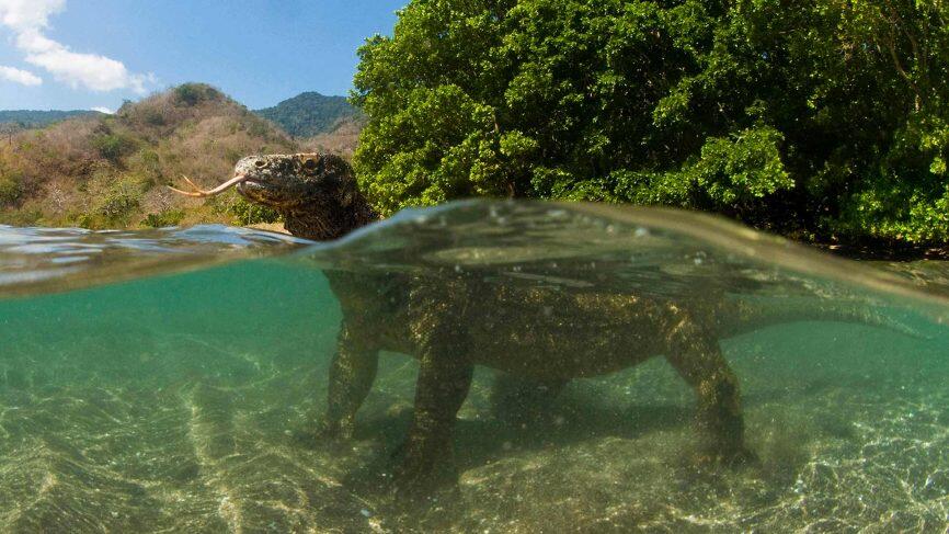 Harga Tiket Pulau Komodo Naik Tinggi, Kabar Baik atau Buruk Nih?