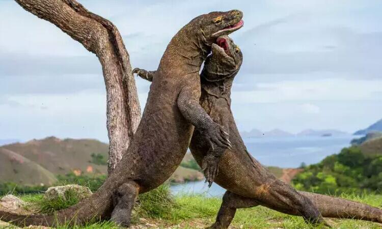 Tidak Ada Kata Kemahalan Untuk Komodo