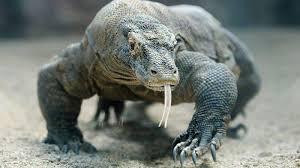 Komodo, Jejak Purba yang Istimewa