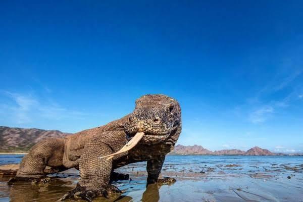Komodo, Jejak Purba yang Istimewa