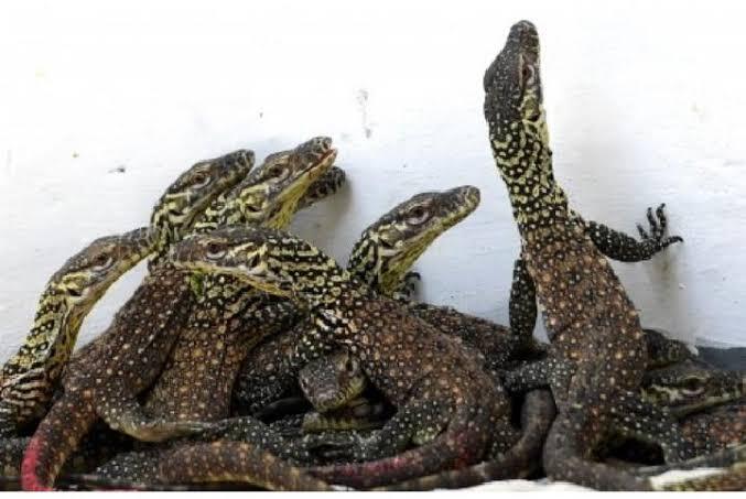 Komodo, Jejak Purba yang Istimewa