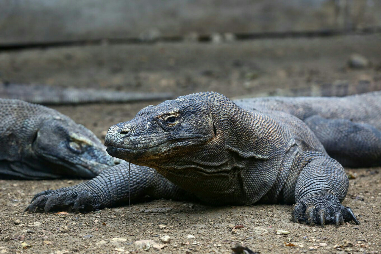 Taman Komodo Menjadi 'Zoo' Termahal Di Dunia? Entahlah