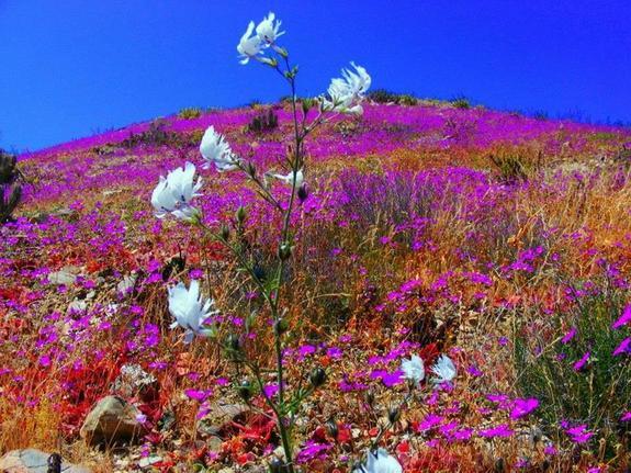 Atacama | Si &quot;Kering&quot; Nan Mempesona 