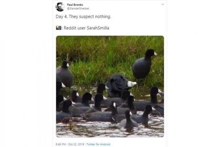 Foto Penampakan Sosok ANEH Di Antara Burung Ini Mencuri Perhatian Netizen