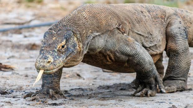 Dukung Isolasi Pulau Komodo Demi Terjaganya Ekosistem Hewan Komodo