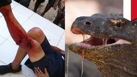 Dukung Isolasi Pulau Komodo Demi Terjaganya Ekosistem Hewan Komodo