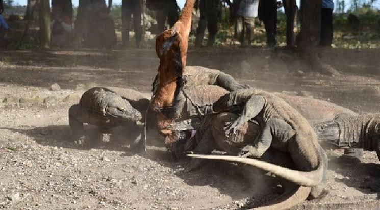 Dukung Isolasi Pulau Komodo Demi Terjaganya Ekosistem Hewan Komodo