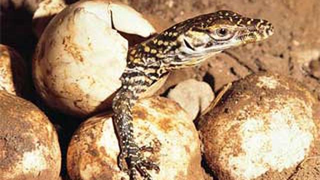 Dukung Isolasi Pulau Komodo Demi Terjaganya Ekosistem Hewan Komodo