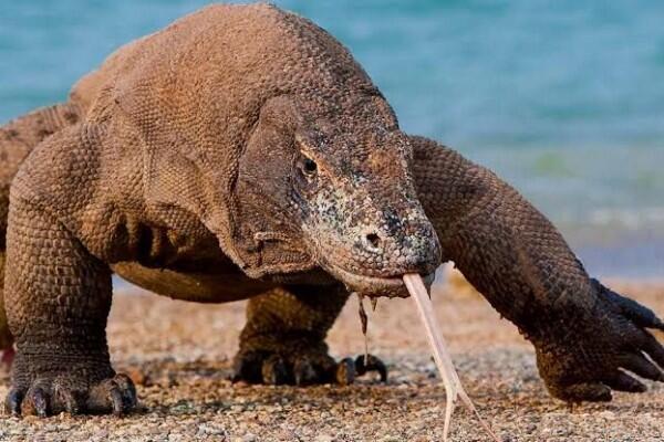 Wisata Di Pulau Komodo Mahal? Tenang, Komodo Juga Ada Di Pulau Lain Gan