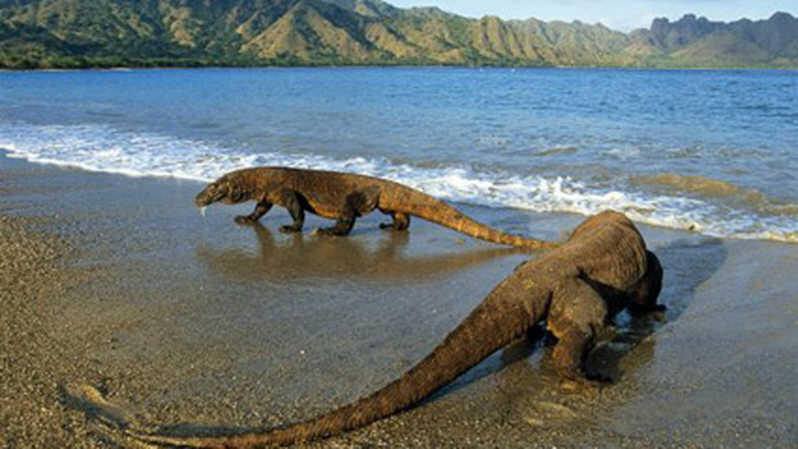 Wisata Di Pulau Komodo Mahal? Tenang, Komodo Juga Ada Di Pulau Lain Gan