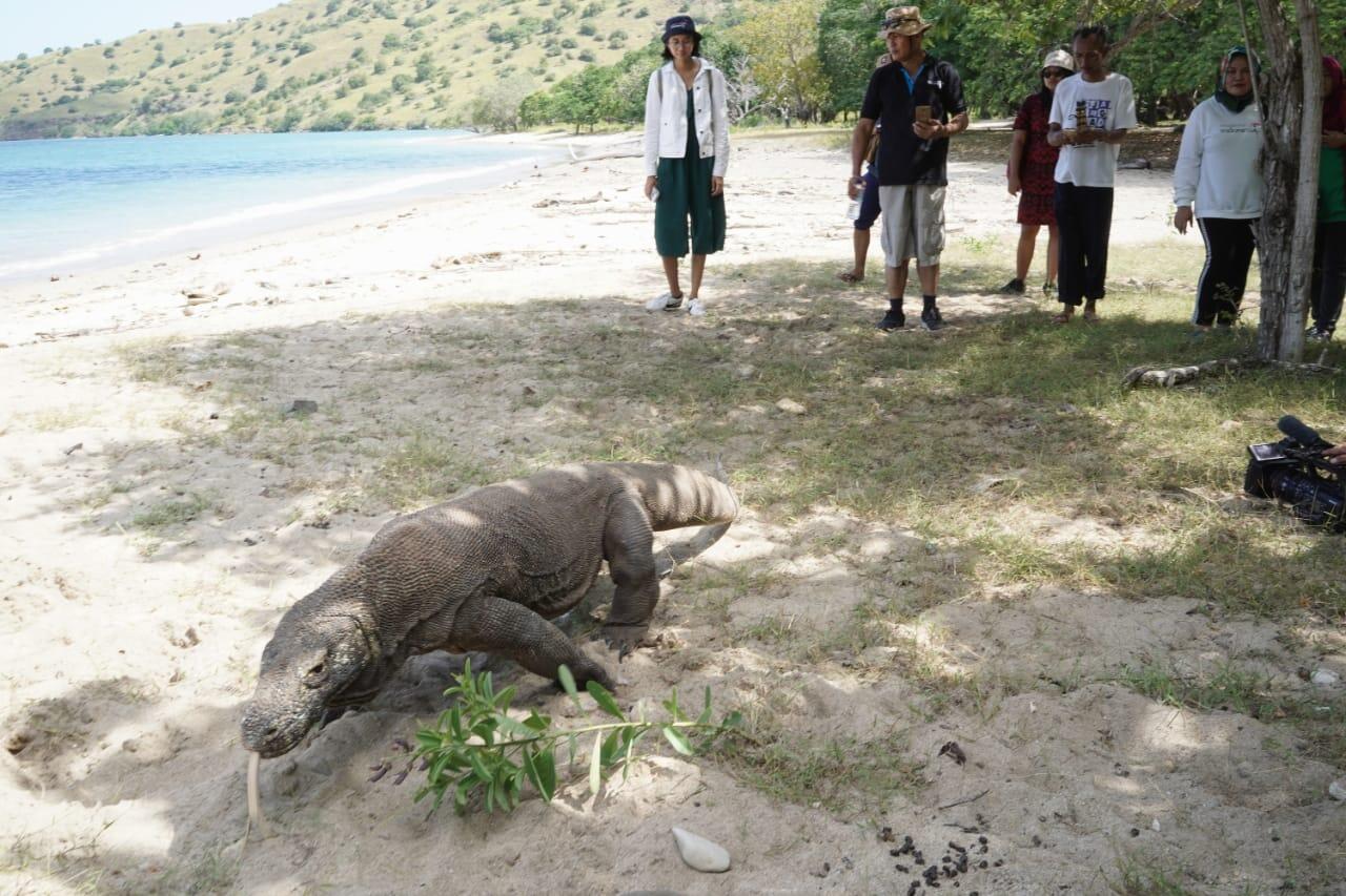 Pulau Komodo Akan Tetap Banyak Peminat Nya Walaupun Tidak Murah