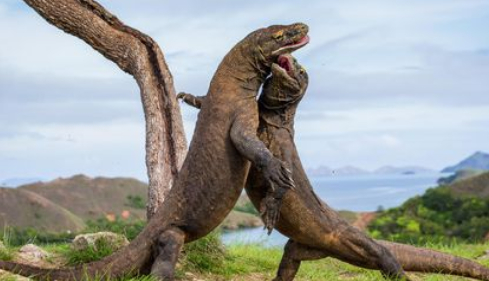 Tempat Wisata Eksklusif Pulau Komodo ( Konservasi Dan Investasi )