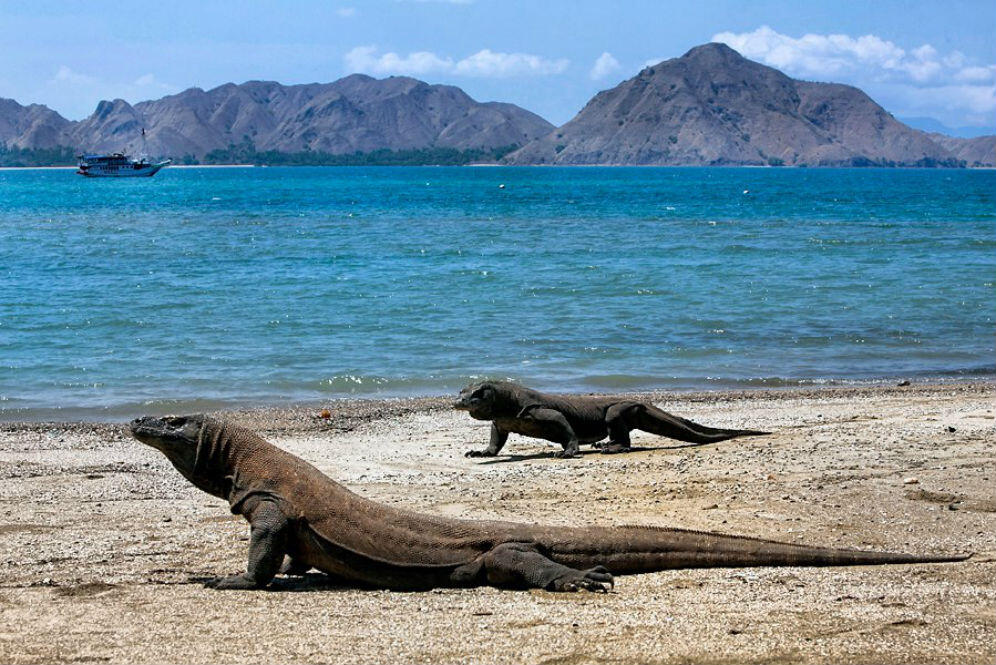 Banyaknya Pro Kontra Terhadap Penutupan Pulau Komodo Ini