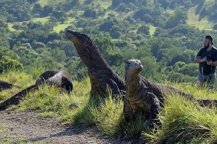 Pengungsian Serta Penutupan Pulau Komodo