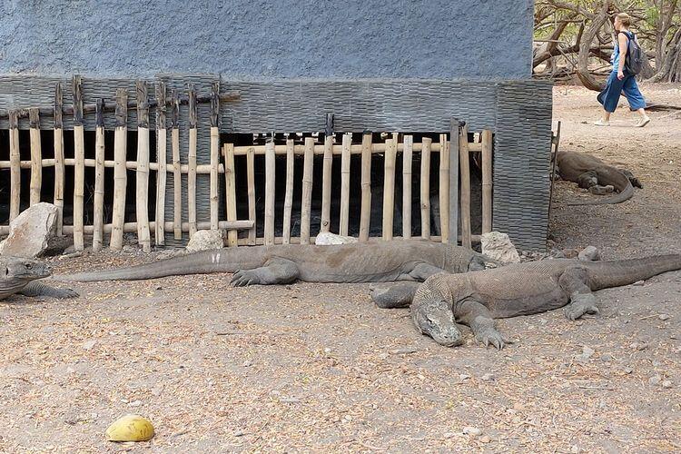Pulau Komodo, Segera Menjadi Eksklusif?