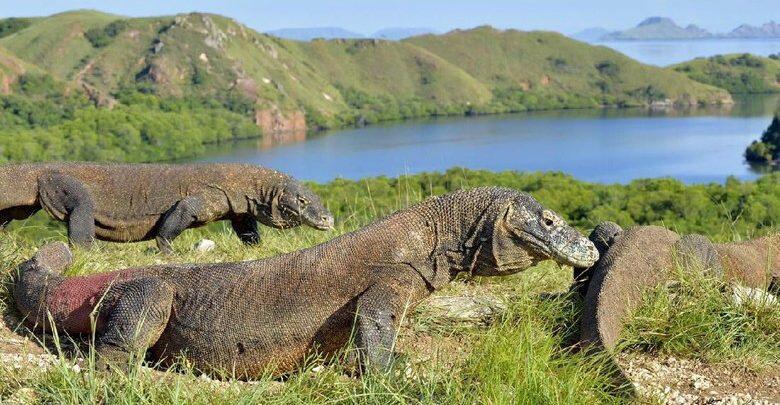 Pulau Komodo, Segera Menjadi Eksklusif?